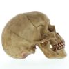 Grinning Skull